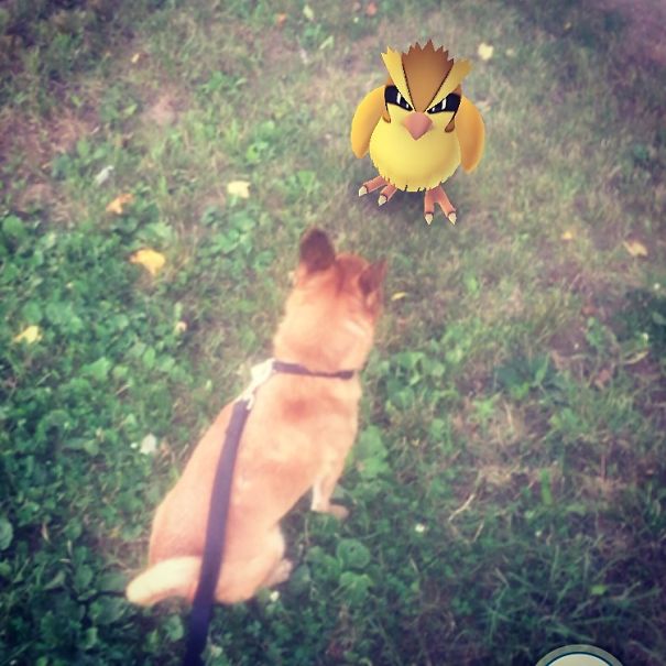 Dog interacting with a Pidgey from Pokémon Go in a grassy area, showing pets can see Pokémon.