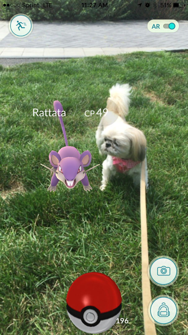 Dog interacting with Pokémon Rattata on grass, highlighting pets' reactions to Pokémon Go.