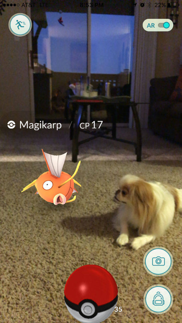 Pet interacting with Magikarp in Pokémon Go AR on carpeted floor.