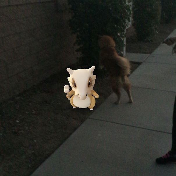 Pet observing a Pokémon Go character on a sidewalk, suggesting animals can see digital creatures.