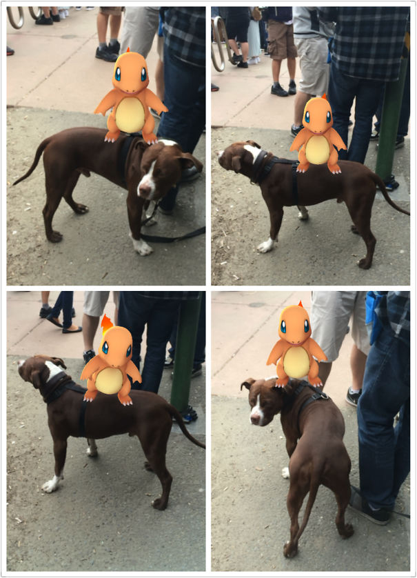 Dog reacting to a virtual Charmander from Pokémon Go on its back, showcasing pets' interaction with the game.