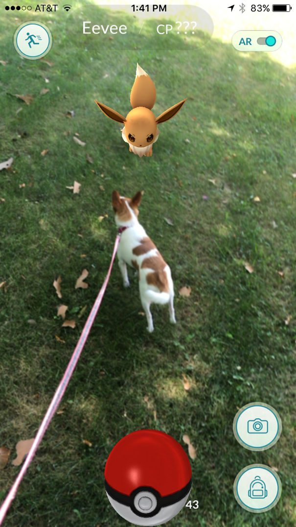 Dog on grass reacting to a virtual Eevee in Pokémon Go, highlighting pets sensing augmented reality.