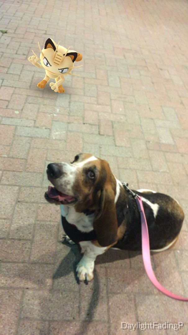 Dog seemingly observing Meowth Pokémon on a sidewalk, showcasing pets' interaction with Pokémon Go.