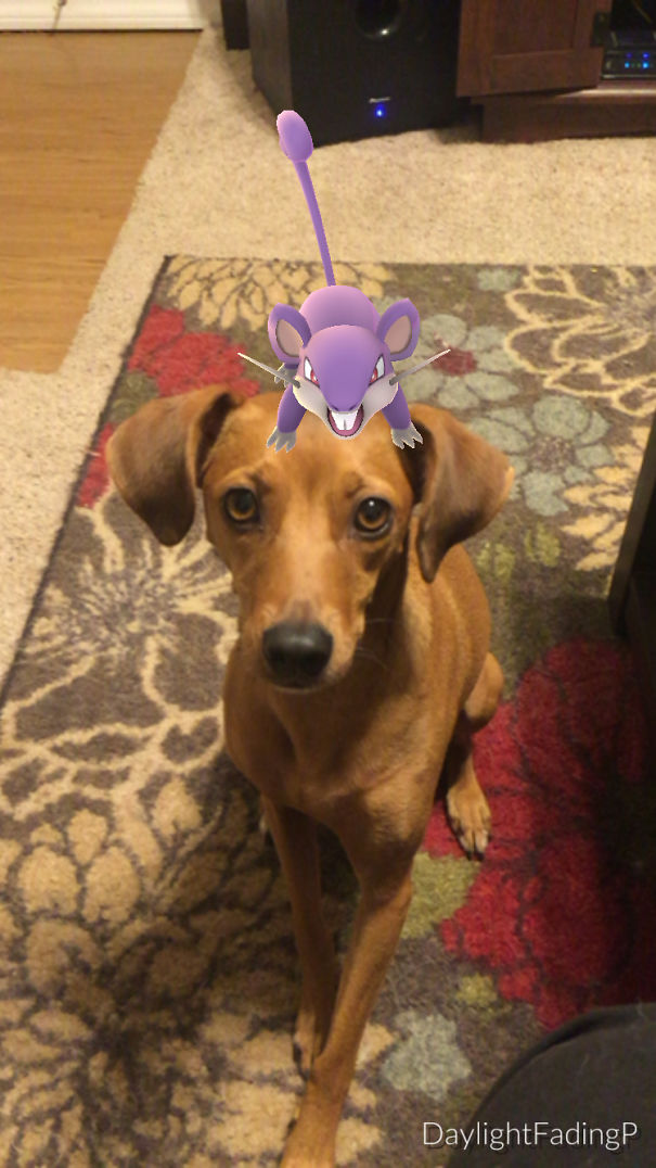 Dog reacting to a virtual purple Pokémon Rattata on its head, showcasing pets' ability to see Pokémon Go.