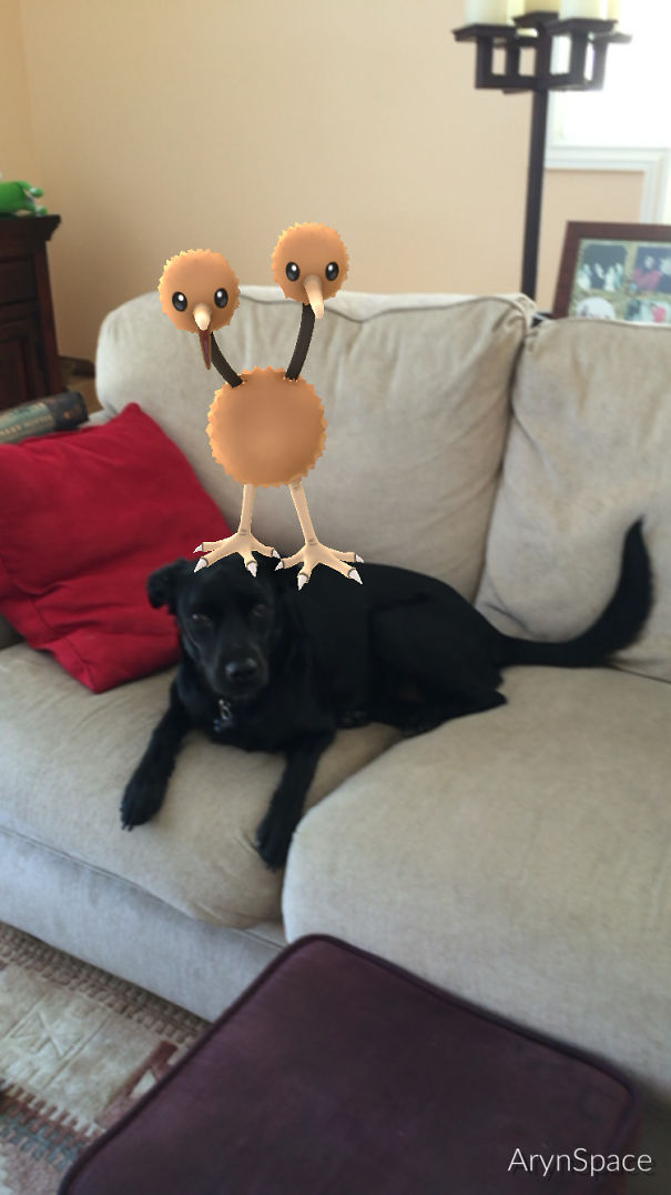 A black dog on a couch looks at a Doduo from Pokémon GO, appearing to see the virtual creature.