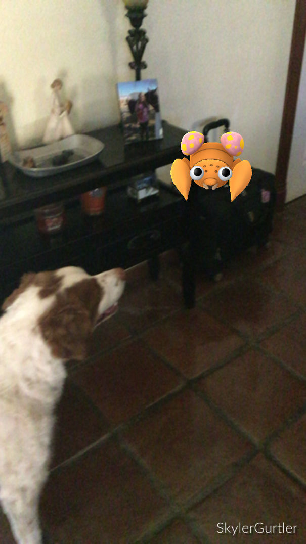 A dog looking at a Paras Pokémon in a room, suggesting that pets can see Pokémon.