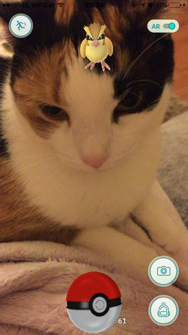 Cat interacts with AR Pidgey in Pokémon Go, suggesting pets see the game.