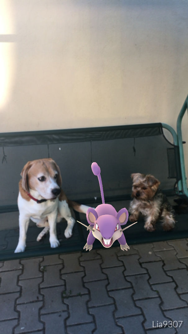 Two dogs appear to watch a Rattata from Pokémon Go on a bench, suggesting pets see the virtual game creatures.