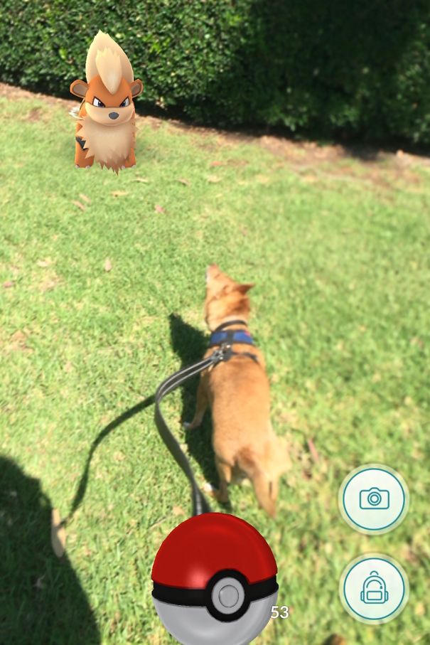 Dog on leash staring at a virtual Growlithe from Pokémon Go on grass, highlighting pets seeing Pokémon.