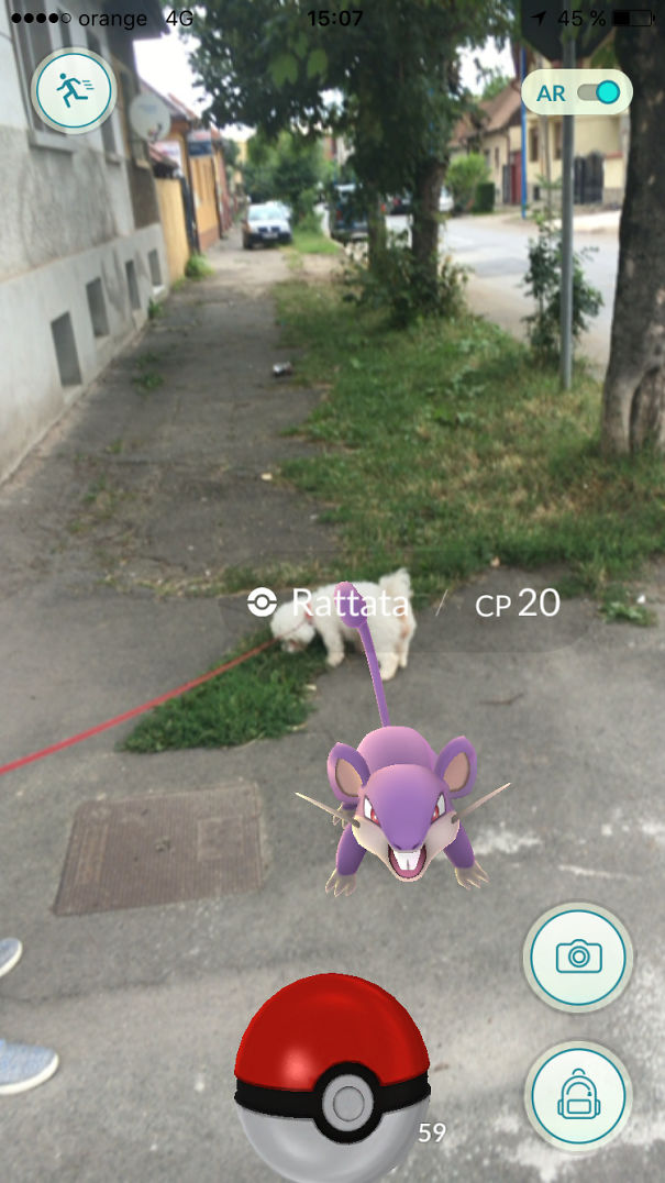 Pet observing Pokémon Go screen with Rattata, hinting pets may perceive Pokémon in augmented reality game.