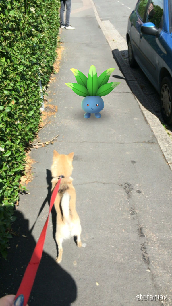 Dog on leash seems to notice a Pokémon character on sidewalk, proving pets might see Pokémon Go creatures.