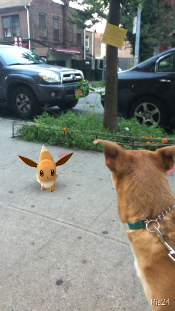 Dog observing Eevee on sidewalk, suggesting pets can see Pokémon Go.