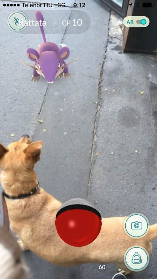 Dog looking at Rattata in Pokémon Go, suggesting pets can see Pokémon.