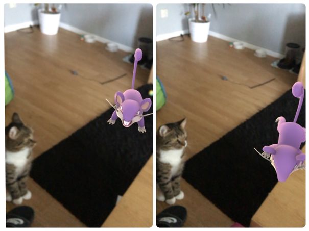 Cat seemingly seeing a Pokémon Go creature on the screen, looking curiously at the AR display.
