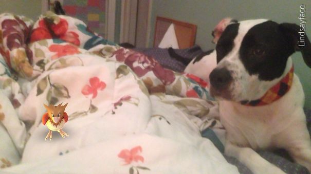 Dog on floral bedspread seemingly sees Pokémon Go character, creating a convincing scene.