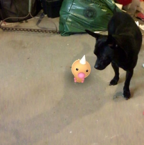 A dog curiously looks at a Weedle from Pokémon Go, suggesting pets can see Pokémon.