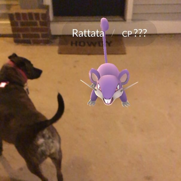 Dog reacts to Rattata in Pokémon Go, suggesting pets can see the game.