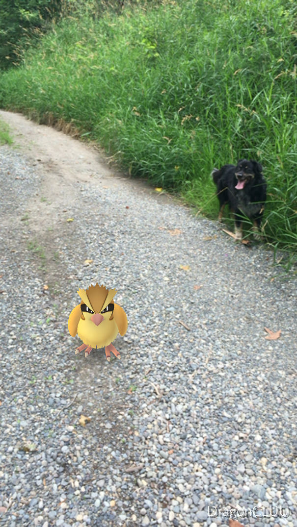Dog observing a Pidgey from Pokémon Go on a gravel path, suggesting pets can see Pokémon characters.