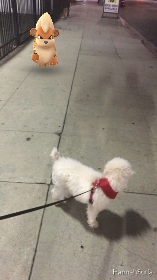 A dog on a leash appears to notice a Pokémon on the sidewalk in a scene from Pokémon Go.