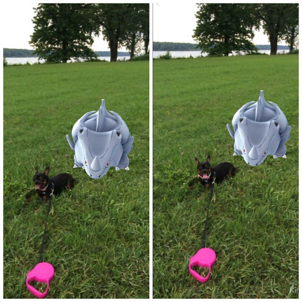Pet interacting with Pokémon Go character in a grassy park, showcasing their reactions.
