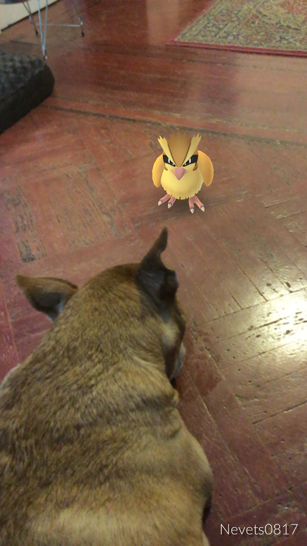 Dog gazing at a Pidgey in Pokémon Go on wooden floor.