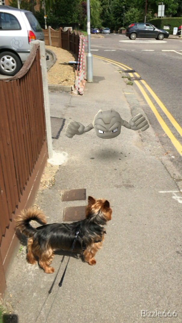Dog on a street seemingly interacting with a Pokémon, suggesting pets can see Pokémon Go creatures.