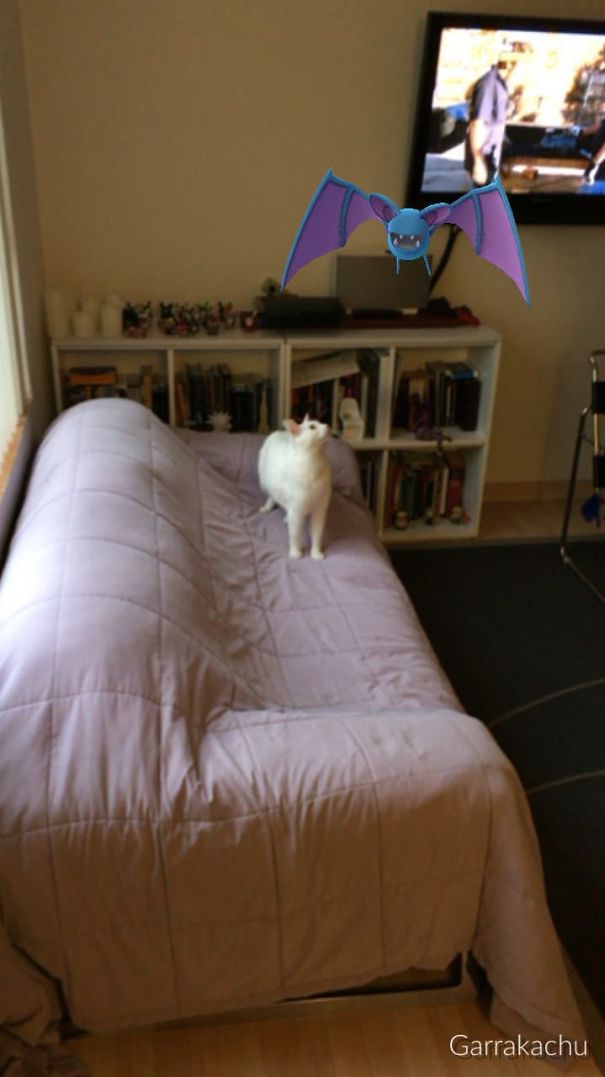 Cat intrigued by Zubat from Pokémon Go on bed in cozy room.