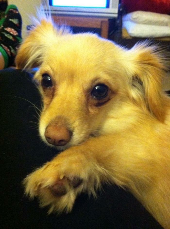 Daisy's First Day Home!