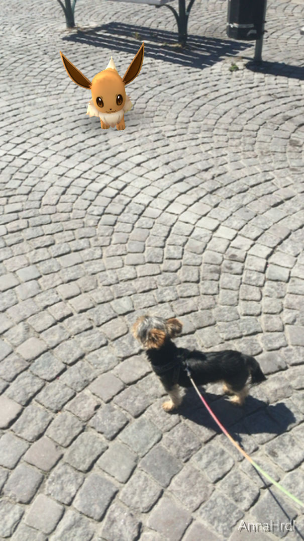 Dog seemingly observing Eevee from Pokémon Go on a cobblestone street.