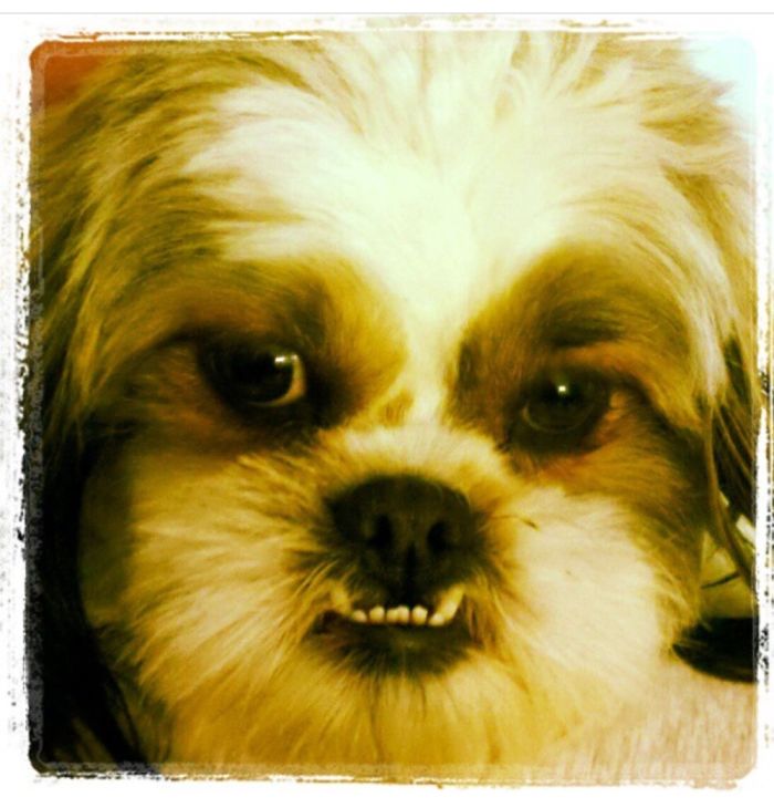 Welcome, Frank! After His First Grooming After He Was Found Severely Neglected And Lost.