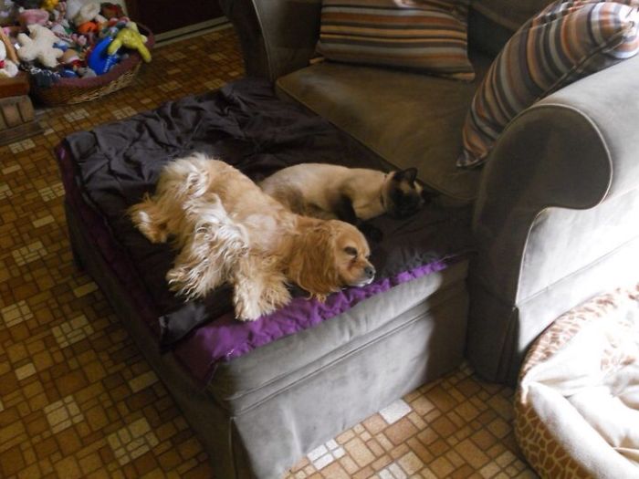 Both Rescues...sisters By Other Mothers For 8 Years