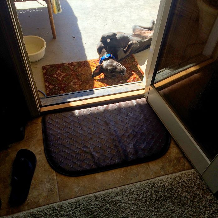 Lily On Her First Day Home. On Her Back Sunbathing On The Back Porch.