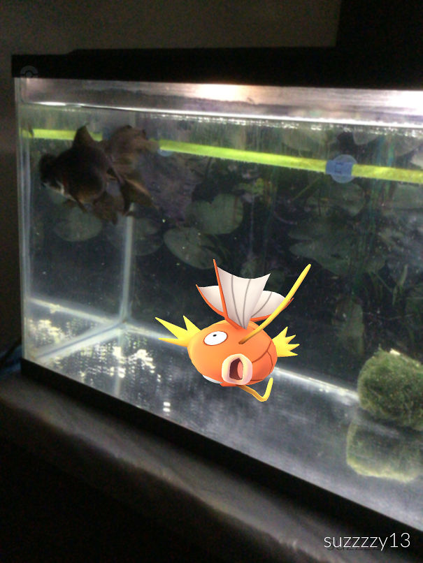 Fish in a tank looks at a virtual Magikarp from Pokémon Go. Pets interacting with Pokémon Go creatures.