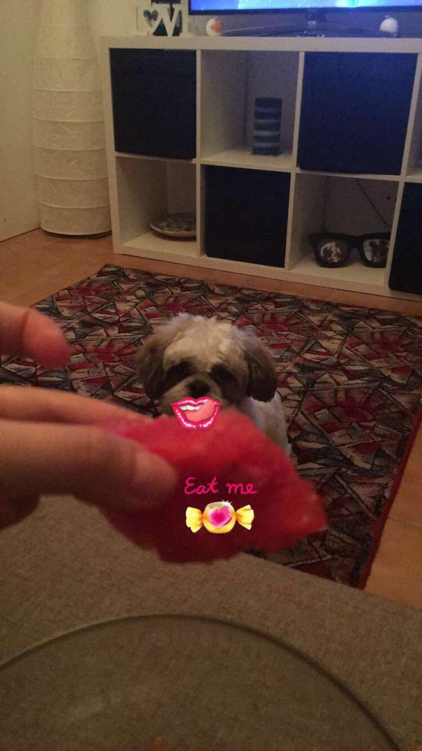 #watermelon & Gru_theshihtzu