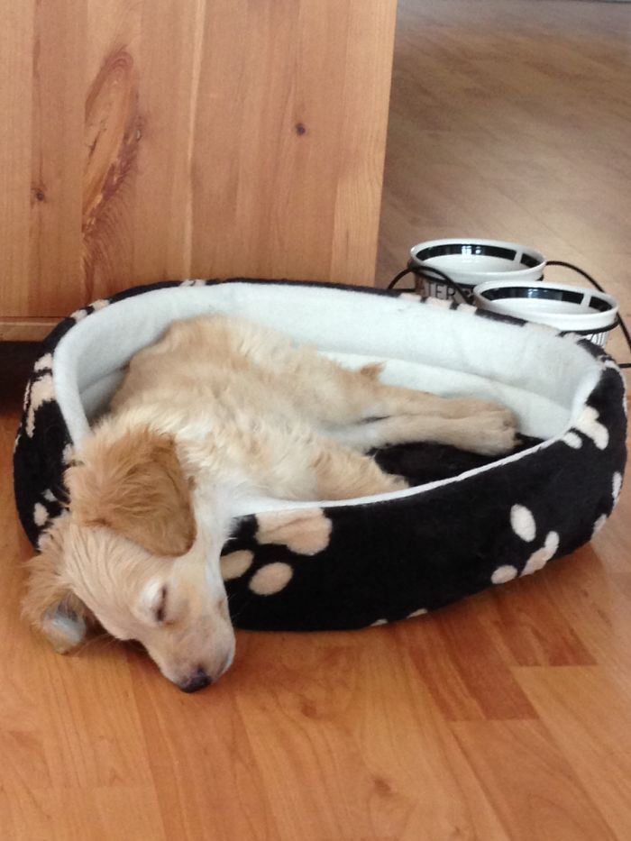 Somebody Abandoned Him In A Forrest During Winter. I Hope He Is Happy Since The Day We Met.