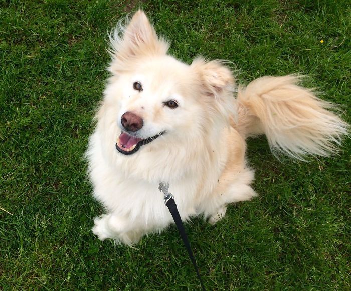 What Do You Mean I'm Adopted? All The Way For Spain To His Furever Home In The U.k.