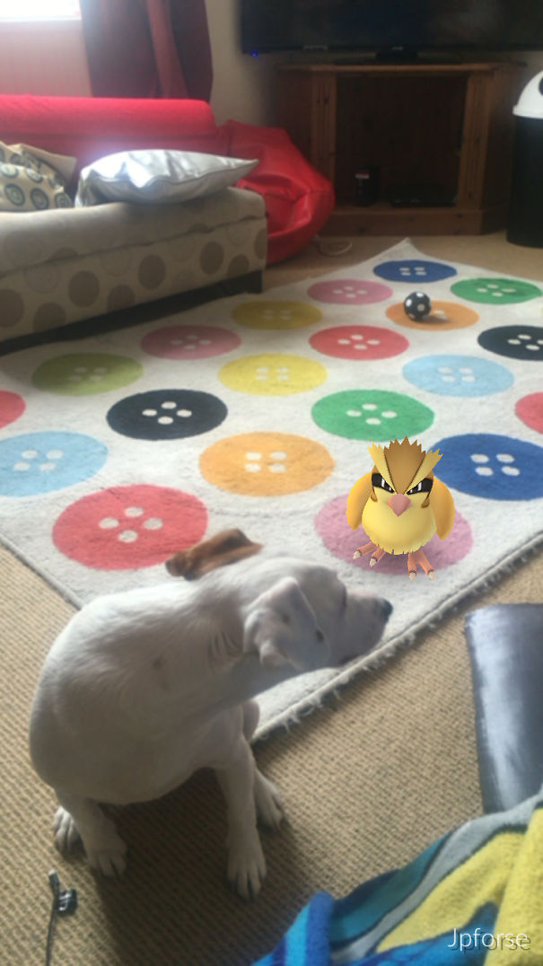 Dog appearing to look at a virtual Pokémon on a colorful rug, illustrating pets interacting with Pokémon Go.