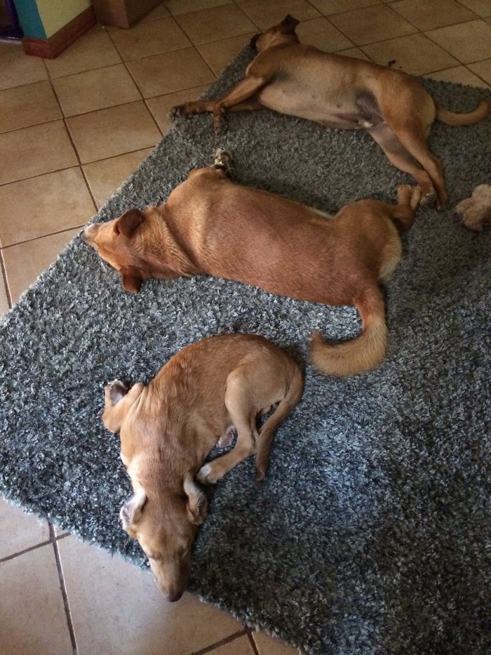 Our Newest Adopted Puppy And Her Two Adopted Brothers!