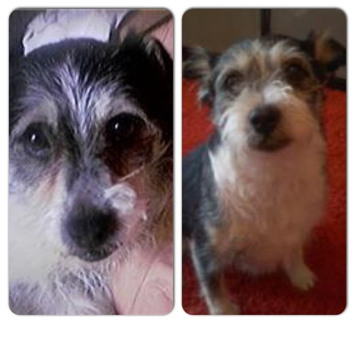 Mr. Darcy, Adopted After 12 Years, First Day (on The Left) And 1 Year After