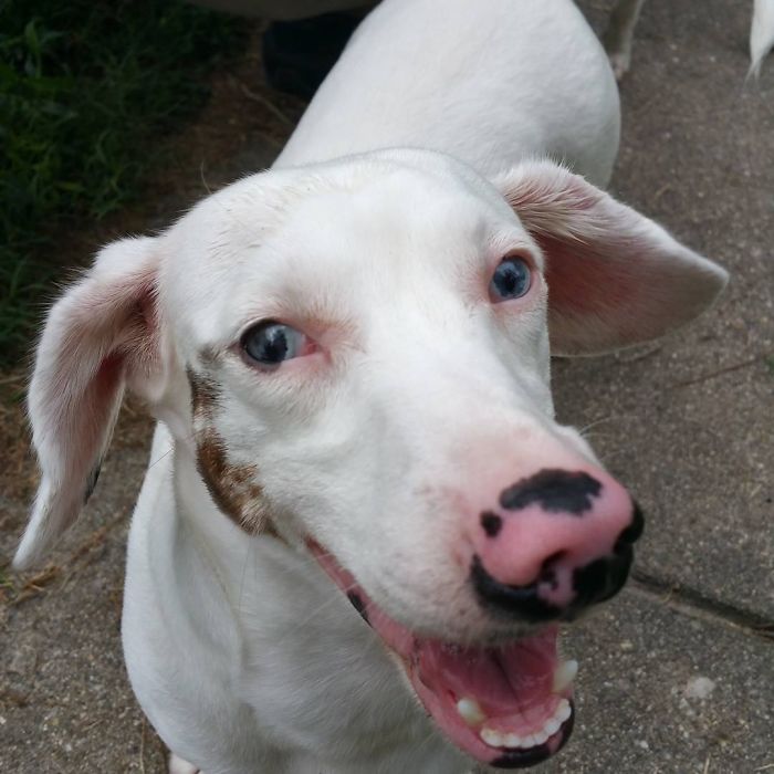 Zero On His Adoption Day :) Deaf And A Little Blind But All Wiggly Love :)