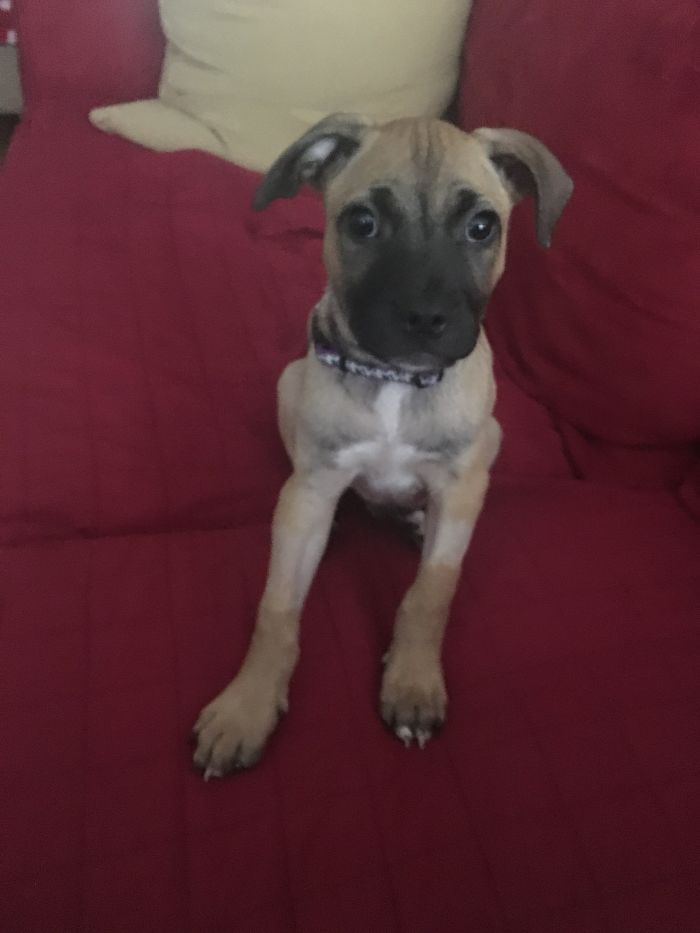 "is This My New Home?" Wrigley Was Adopted From Our Local Animal Shelter.