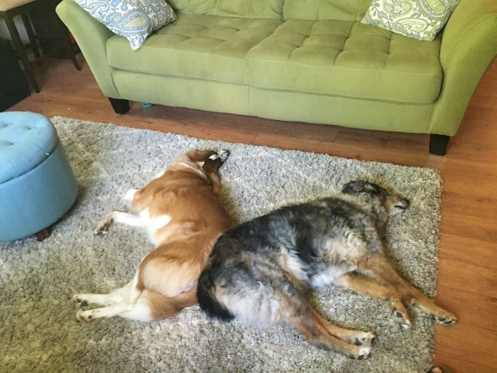 Our Two Rescues Became Sisters Right Away