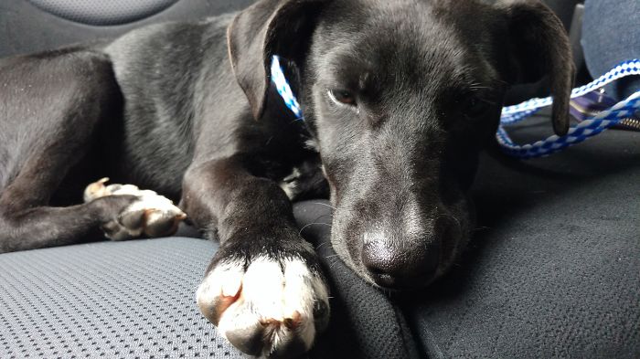 My Little Augie On The Car Ride Home From The Shelter ????