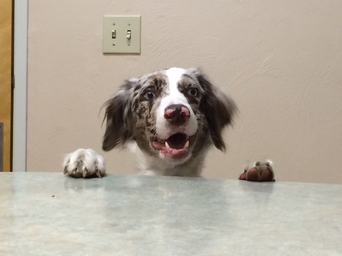 A Couple Days After Adoption At The Vet! I Love Our Bailey.