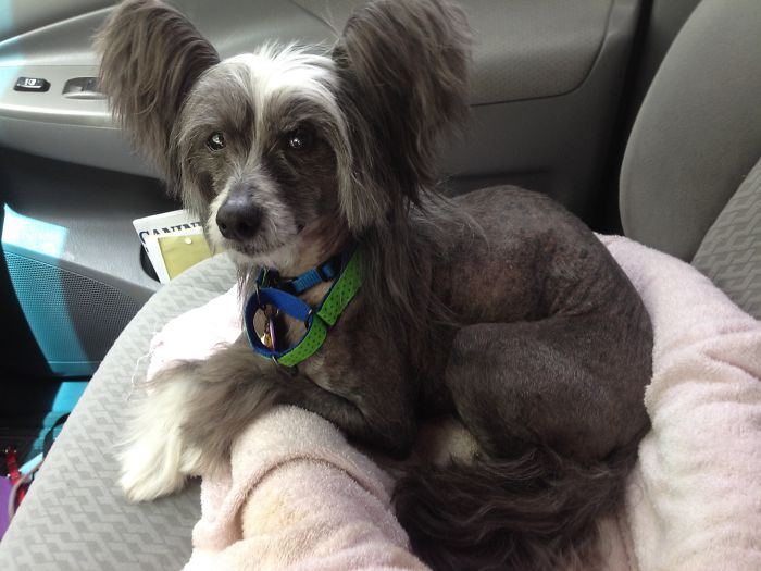 This Lil Charmer Was 14 On Adoption Day 2014....he Still Charms Everyone...