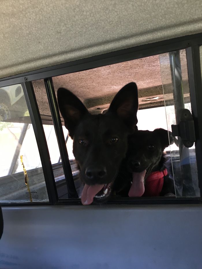 Our Two Rescue Pups After Walkies!