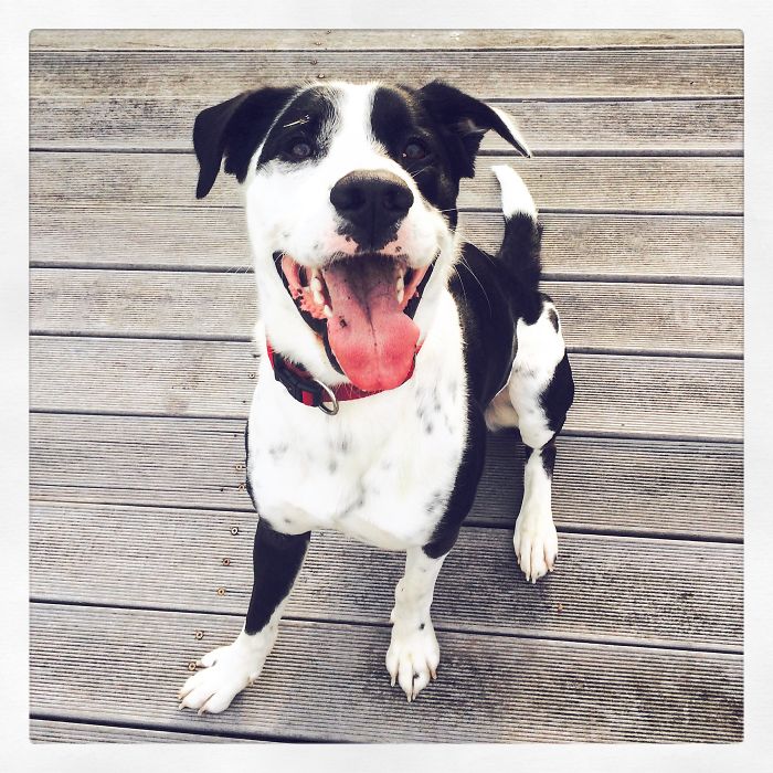 My Name Is Panda And 2 Years Ago My Parents Adopted Me! Now I Am A Happy & Jumpy Dog!