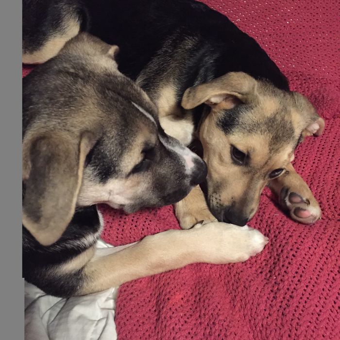 Boris And Natasha. Rescued From An Abandoned Car In Georgia.