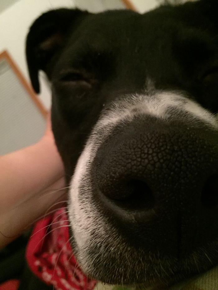 We Adopted This Guy Last Christmas. Best Christmas Present Ever.