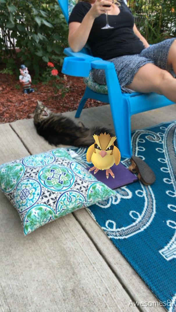 Cat reacting to Pidgey from Pokémon Go on a patio, highlighting pets sensing Pokémon.